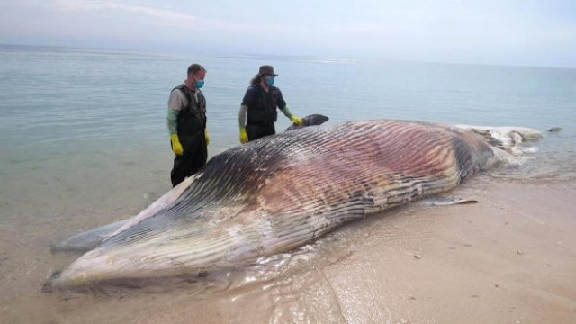 На Западное побережье США выбросило более 50 китов