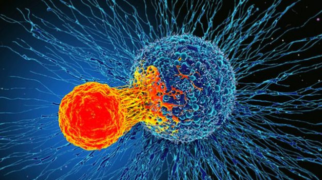 Учёные открыли универсальный способ борьбы против рака