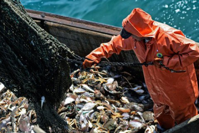 Украина и Россия согласовали порядок отлова рыбы в Азовском море