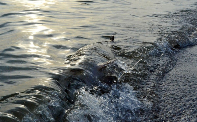 Возле оккупированного Крыма найдено много погибших дельфинов - ученый
