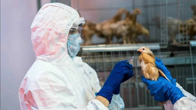 В Китае от птичьего гриппа H3N8 впервые умер человек
