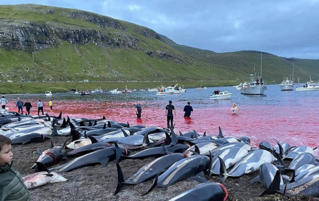 Кровавая вода: на Фарерских островах за ночь убили 1500 дельфинов