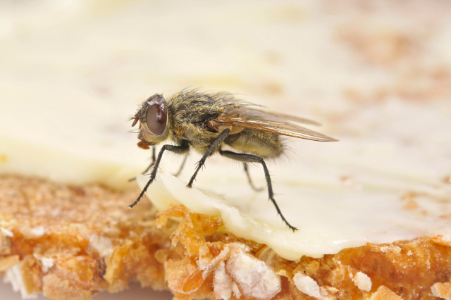 Энтомолог Сороколетов объяснил, как мухи используются в медицинском производстве
