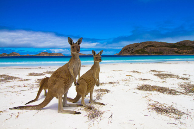 Австралийский пляж с кенгуру признали самым красивым в мире
