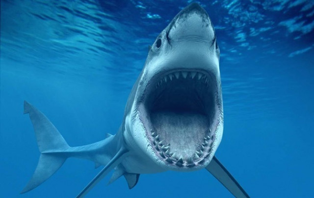 Нападение акулы на украинцев в Египте: новые подробности