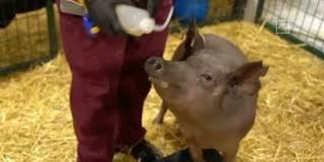 Компания Маска удачно чипировала свиней